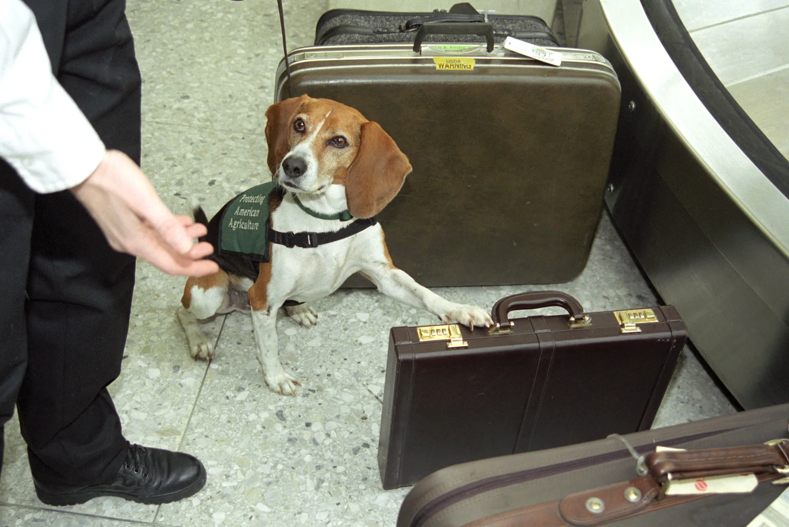 A USDA agricultural inspector examining goods at a port of entry as part of a plant and animal health inspection program.