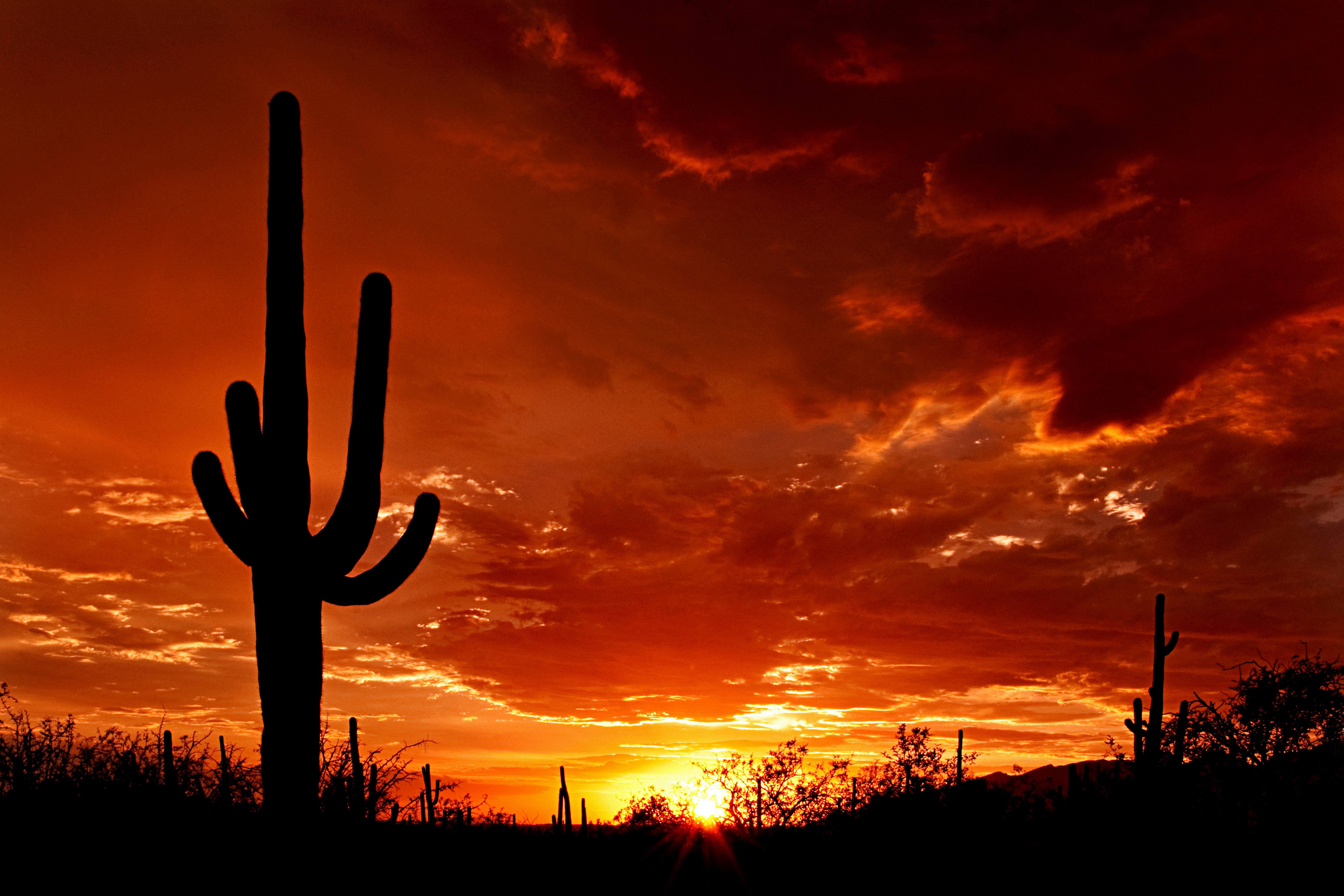 Giant saguaro cactus silhouetted against a blazing desert sunset near Tucson, Arizona