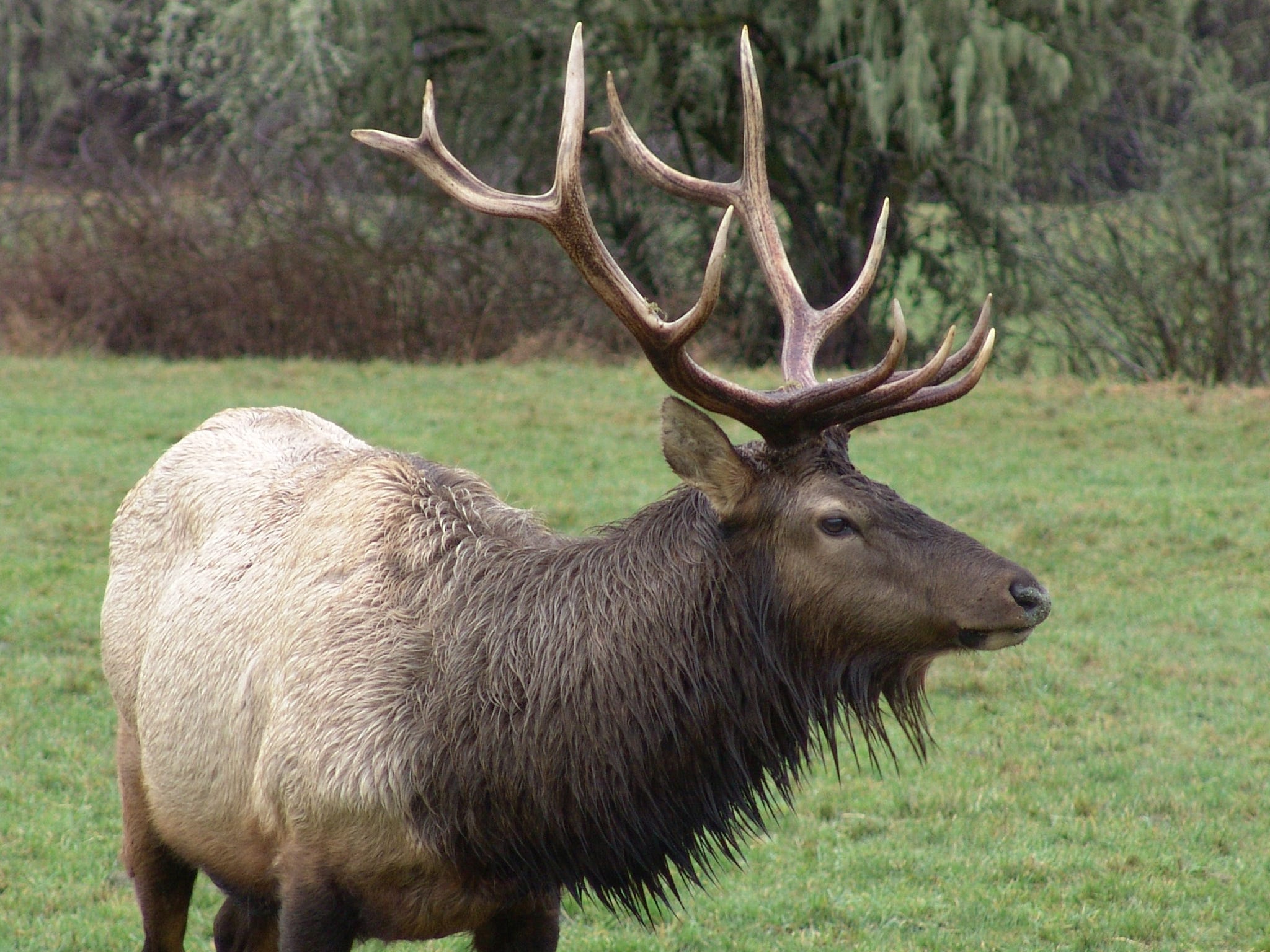 Roosevelt Elk in the Oregon wilderness