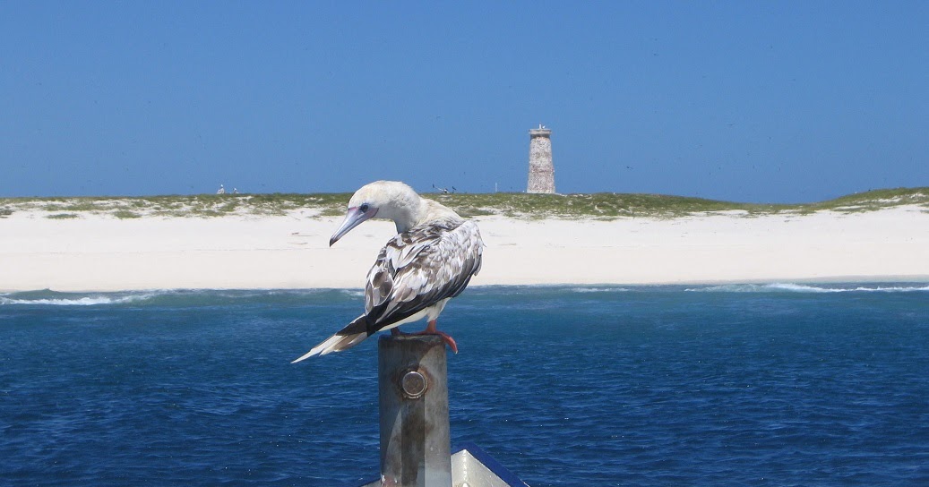Seabird colony on Baker Island