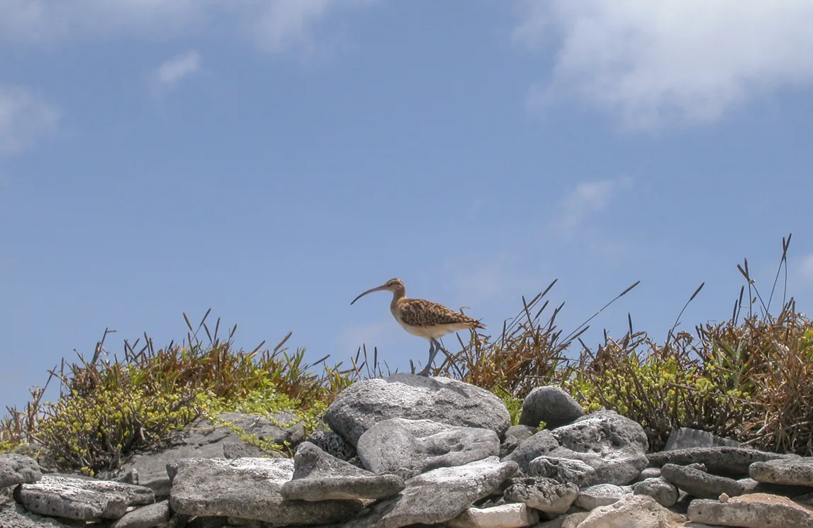 Seabird colony on Howland Island