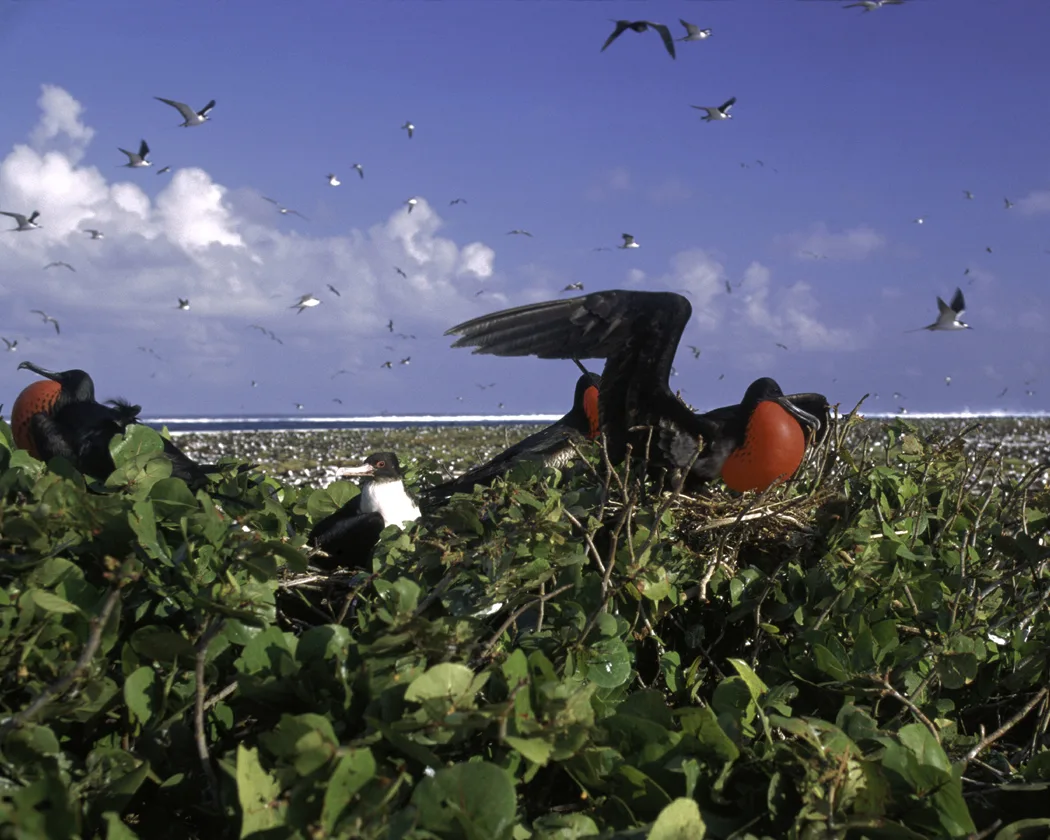 Seabirds returning to Johnston Atoll