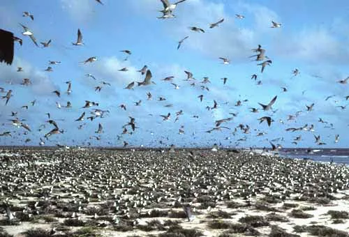 Seabird colony on Jarvis Island