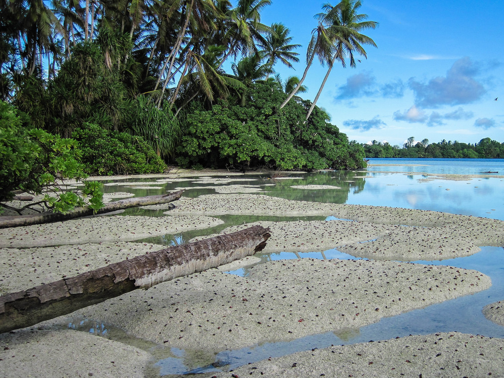 Pisonia forest on Palmyra Atoll
