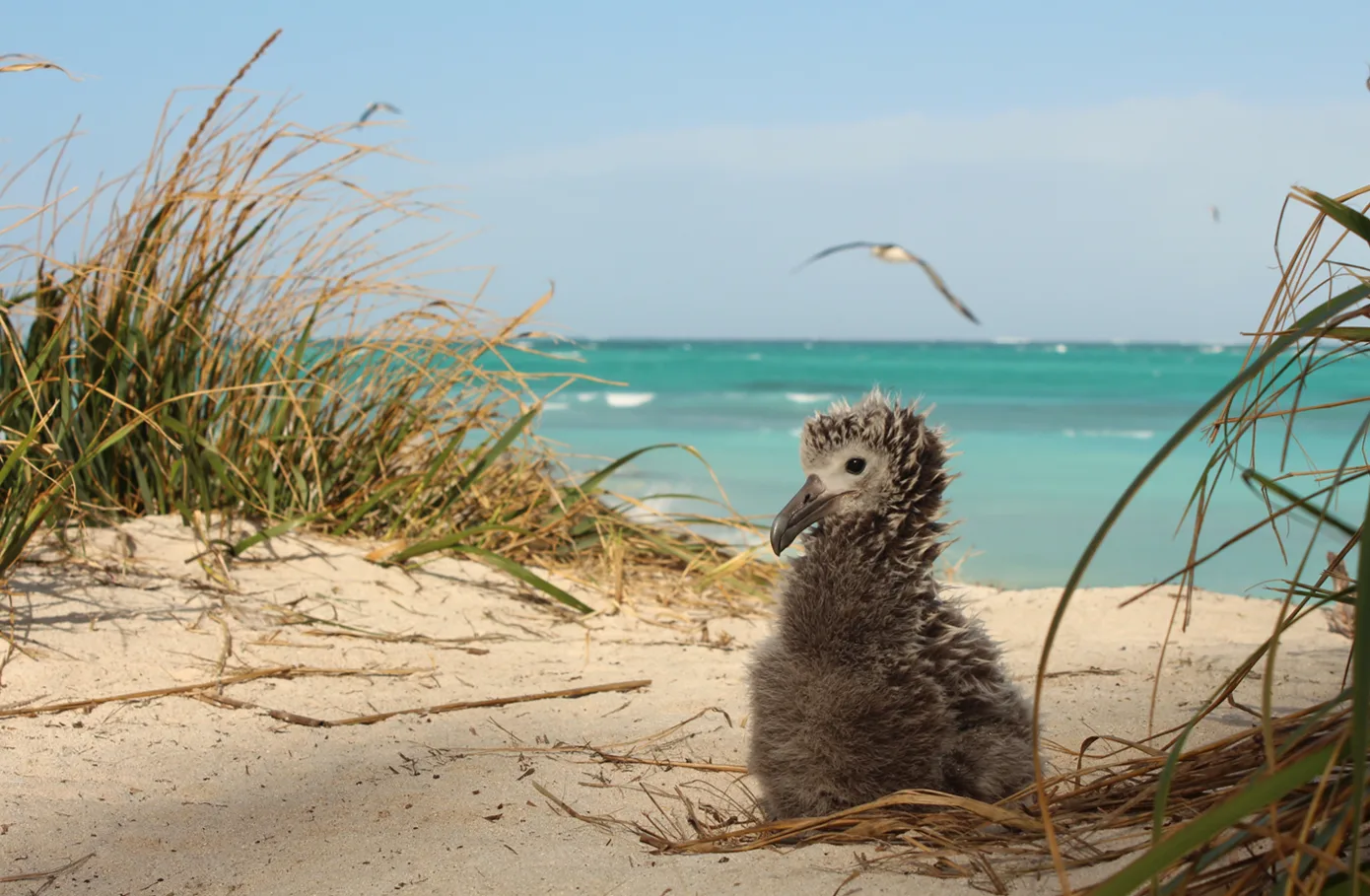 Laysan albatross colony on Midway Atoll